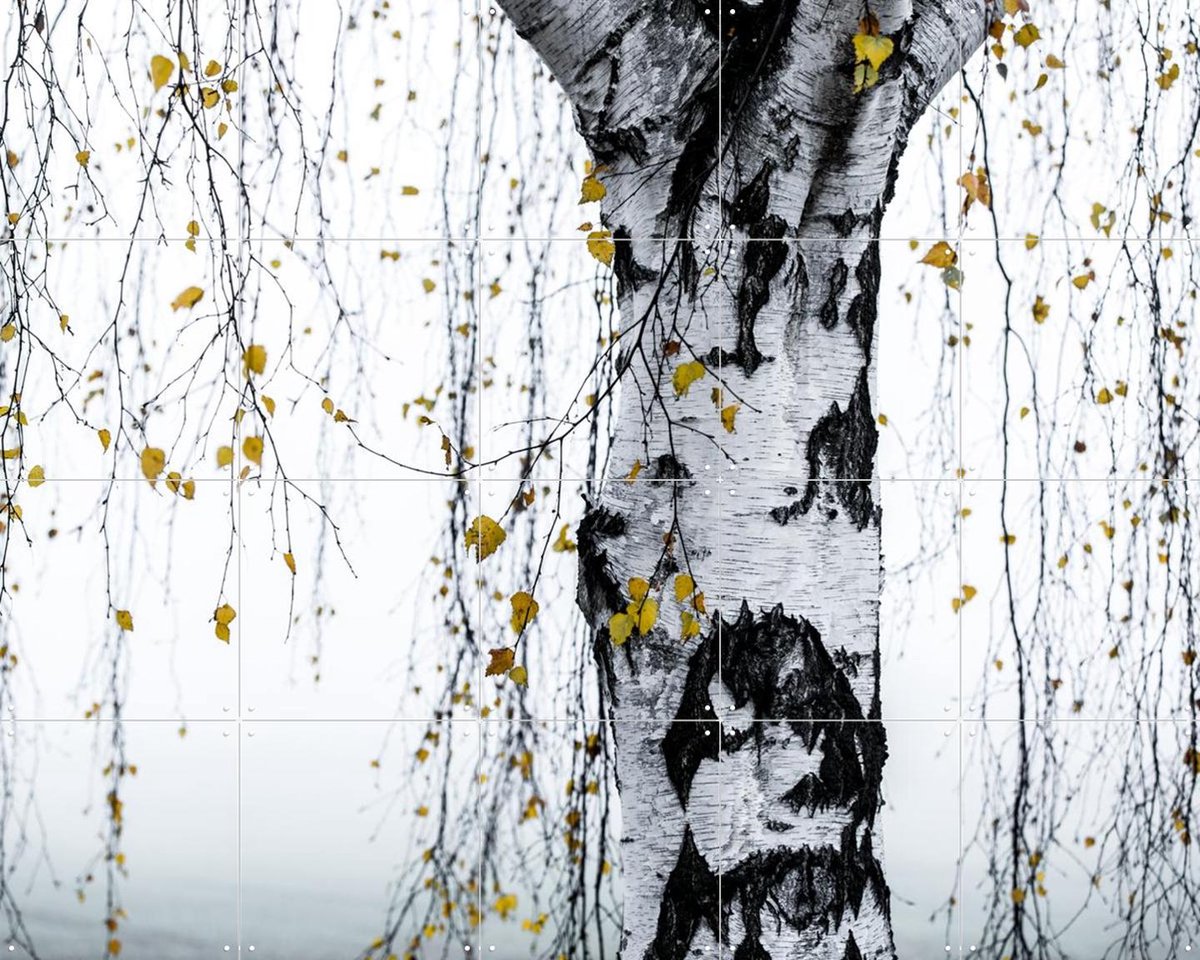 IXXI Birch Tree, Mareike Böhmer - 100 x 80 cm - Gratis ophangtool - Grote wanddecoratie en posters - Minimalisme, Fotografie, Woonkamer, Slaapkamer