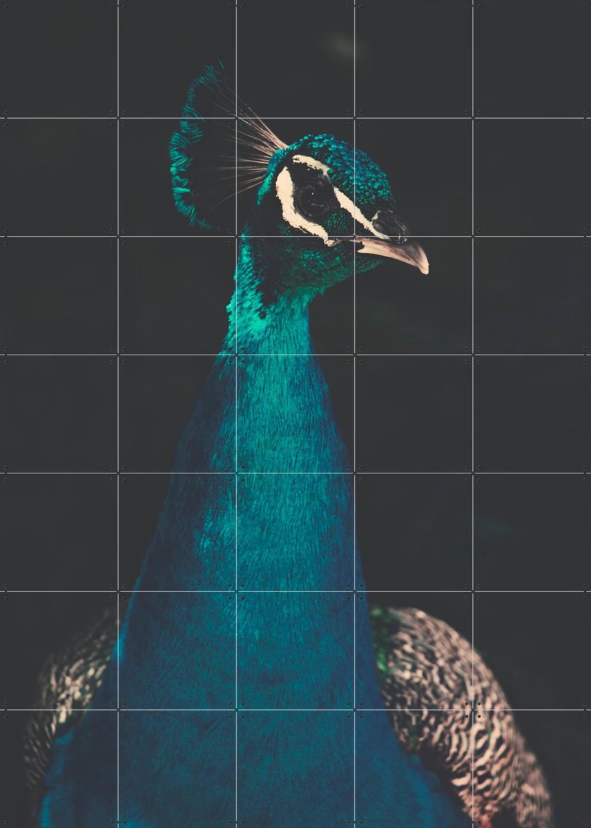 IXXI Peacock and Proud, Ingrid Beddoes - 100 x 140 cm - Gratis ophangtool - Grote wanddecoratie en posters - Fotografie, Woonkamer, Slaapkamer