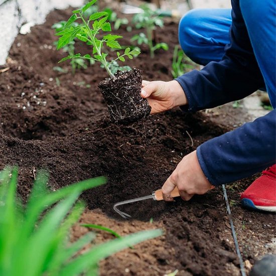 Allecto - Handmatige onkruidsteker - Tuingereedschap - Duurzaam roestvrij staal - Houten handvat - Voor wieden en verplanten - Ideaal voor tuinlief... van Merkloos	 — afbeelding 3