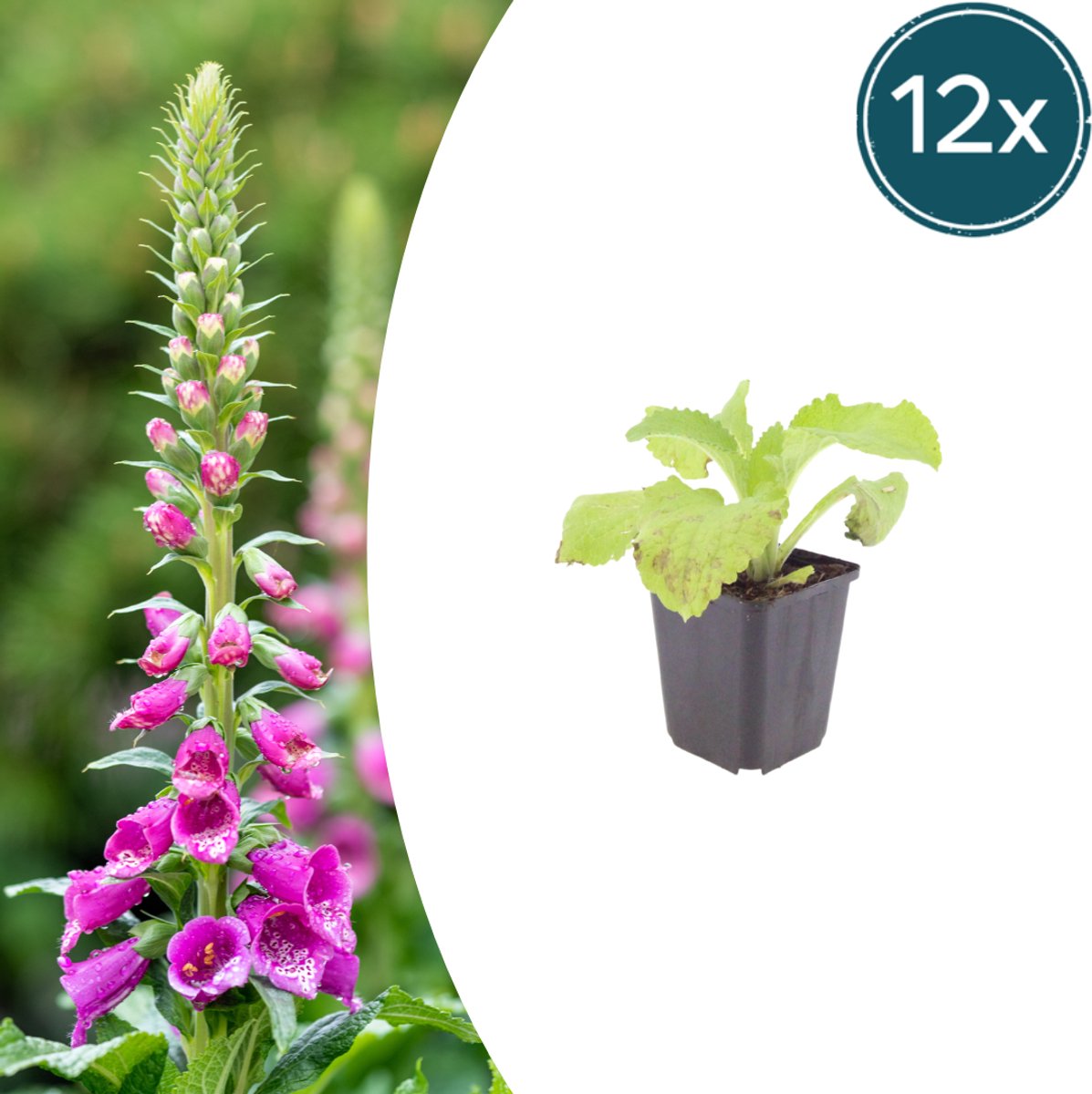 Tuinplantenshop.com | Digitalis purpurea | 12 stuks - Ø9cm - 10-25cm hoog - Tuinplant