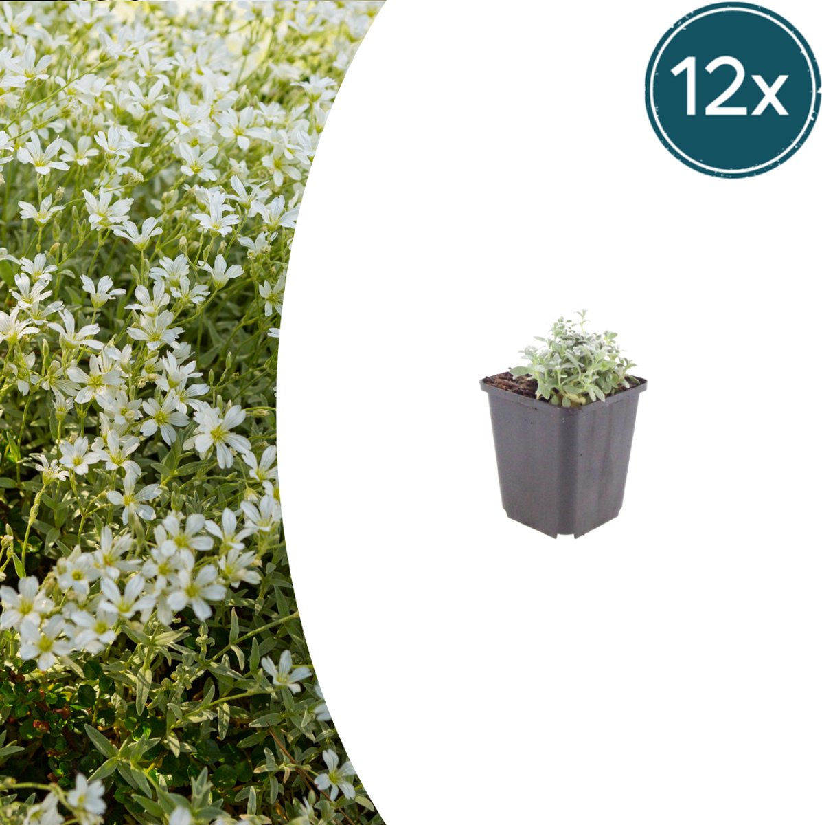 Tuinplantenshop.com | Cerastium tomentosum | 12 stuks - Ø9cm - 10-25cm hoog - Tuinplant