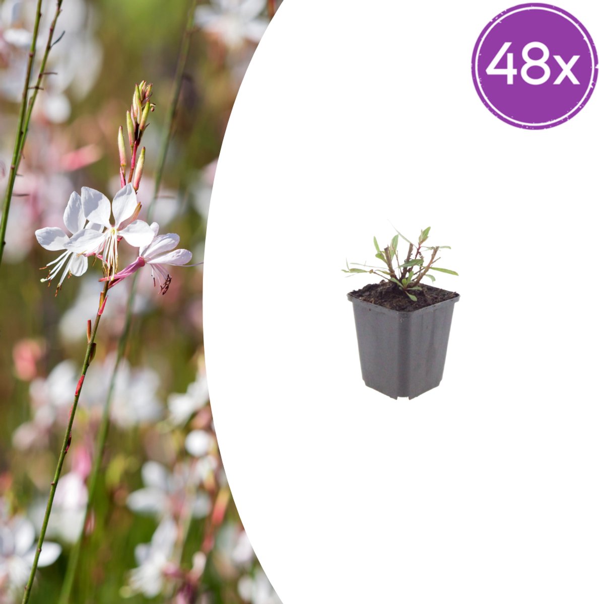 Tuinplantenshop.com | Gaura l. 'Whirling Butterflies' | 48 stuks - Ø9cm - 10-25cm hoog - Tuinplant