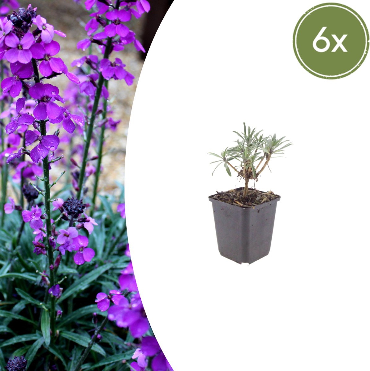 Tuinplantenshop.com | Erysimum 'Bowles' Mauve' | 6 stuks - Ø9cm - 10-25cm hoog - Tuinplant