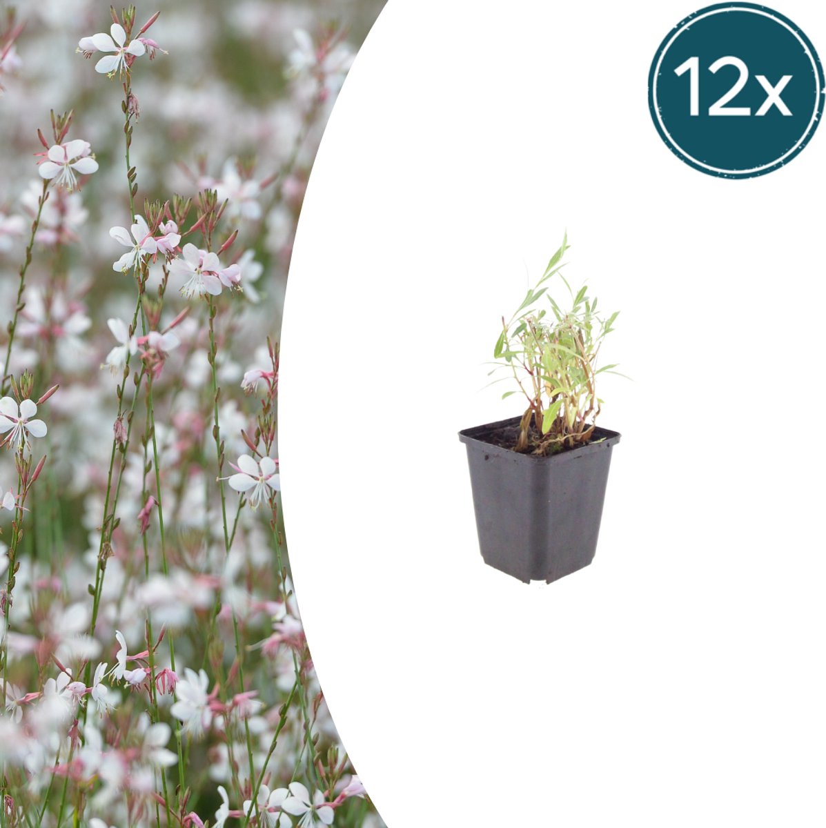 Tuinplantenshop.com | Gaura lindheimeri | 12 stuks - Ø9cm - 10-25cm hoog - Tuinplant