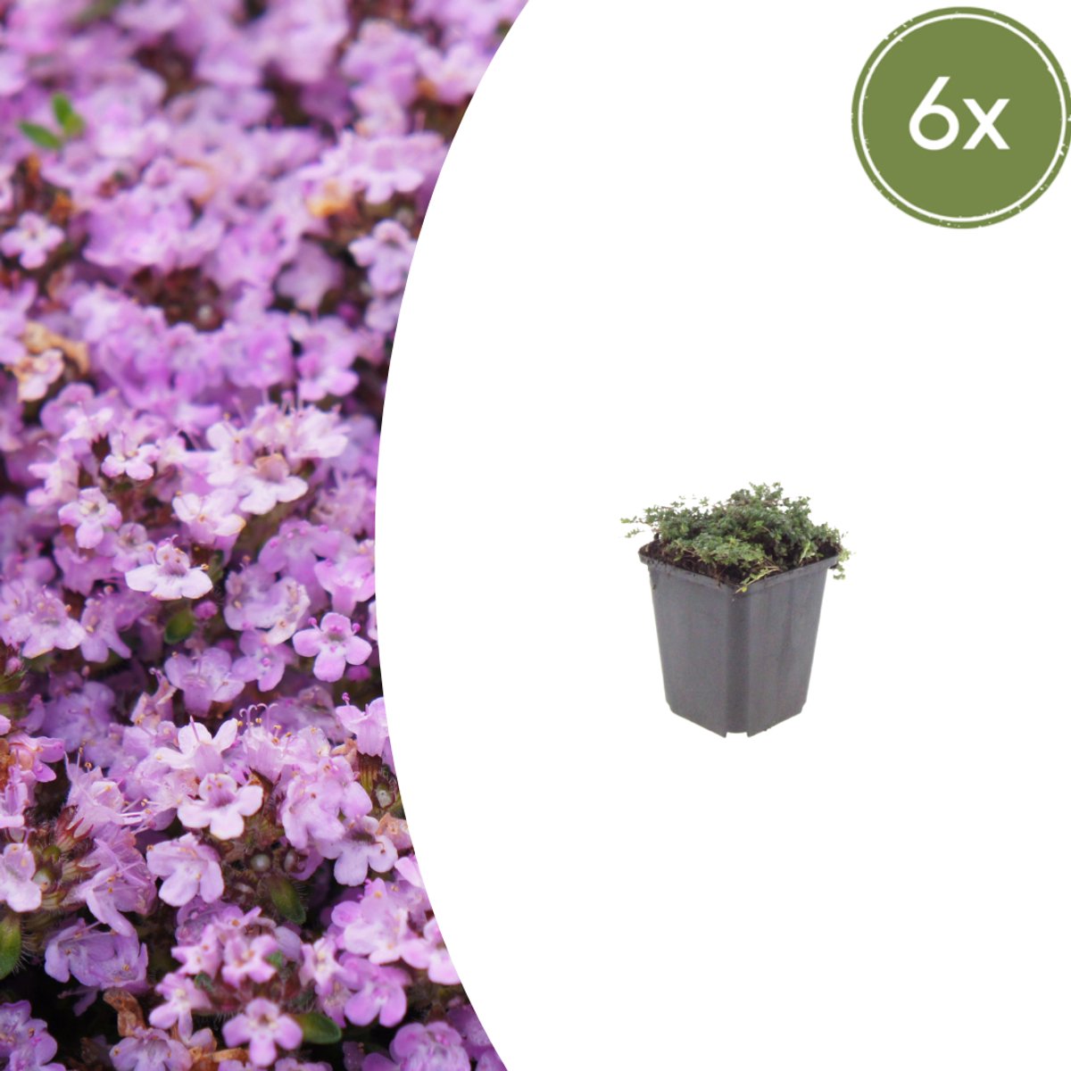 Tuinplantenshop.com | Thymus praecox 'Purple Beauty' | 6 stuks - Ø9cm - 10-25cm hoog - Tuinplant