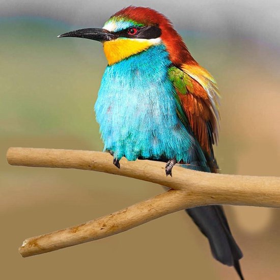 4 Stuks Zitstokken Voor Vogelkooien, Natuurlijke Zitstokken Voor Vogels Vogelkooi Hout Accessoires Vogelbaars Standaard Set Parkietenhout Met 8 Ringen En 4 Vlinderschroeven Voor Papegaaien Vogel
