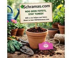 Set van 4 Appelbessen - Aronia arbutifolia 'Brilliant' - Hoogte 25cm - 9cm pot