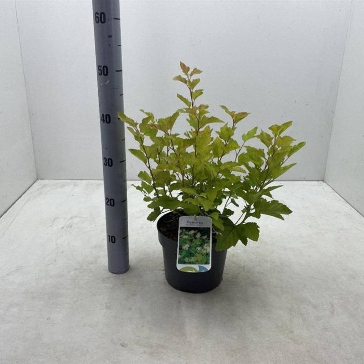 Plants Online BV - Planten - Tuinplanten - Siergrassen - Set van 1 - Physocarpus opulifolius 'Nugget'