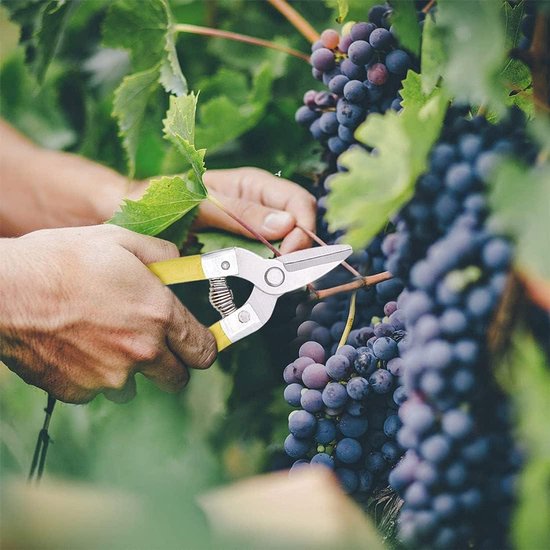 Snoeischaar voor Planten: Handige Micro-Tip Schaar voor Tuinieren en Snoeien van Fruit, Groente en Planten - Inclusief Blad Trimmer - Ideaal voor Bonsai en Heggenschaar Gebruik — afbeelding 4
