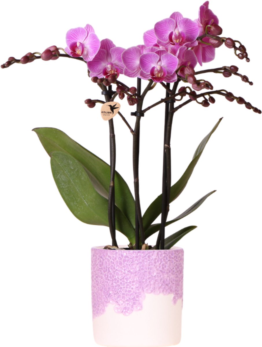 Kolibri Orchids | Paarse Vienna orchidee + Bloom sierpot paars – potmaat Ø9cm | bloeiende kamerplant – vers van de kweker