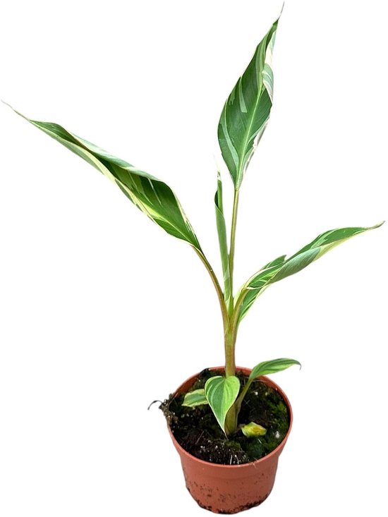 7 meestverkochte bananenplant soorten 5 Musa Nono Ø10,5 cm