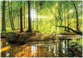WALLARENA - Fotobehang - 350x250 cm - Fototapete met een zon in het bos voor de slaapkamer of woonkamer, vliesbehang