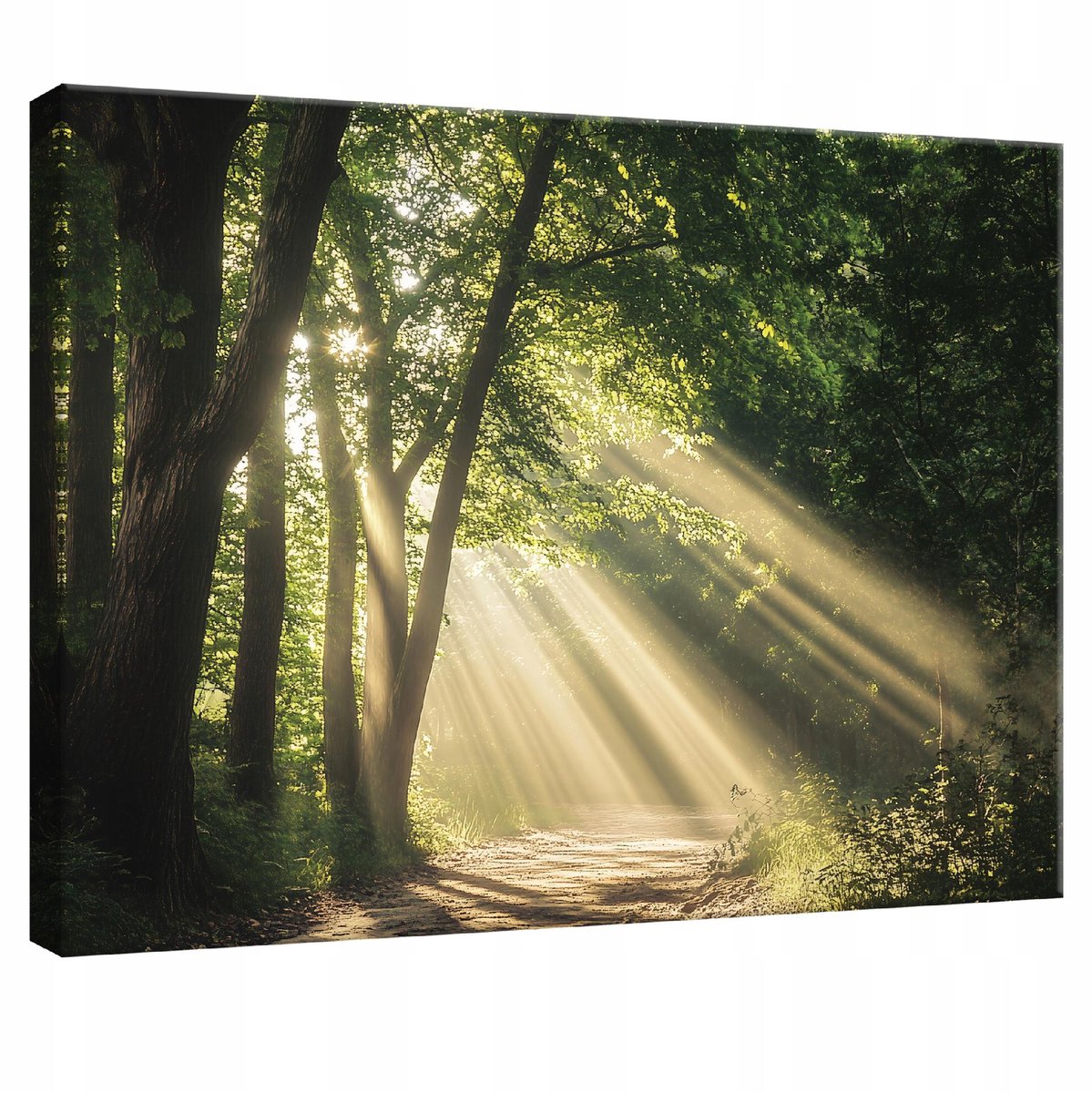 WALLARENA Canvas schilderij - 120x80 cm - afbeelding van een bos met bomen voor slaapkamer, woonkamer en keuken multikleurig