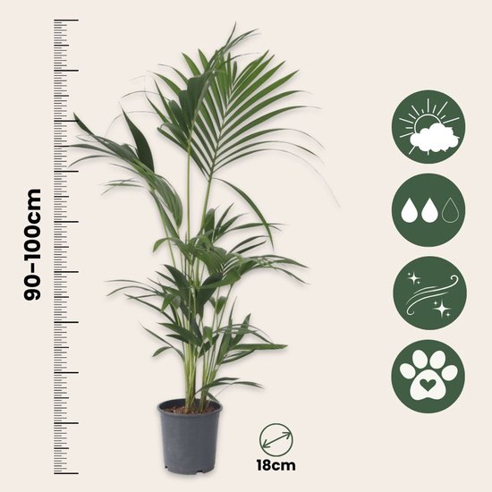 Plant in a Box - Howea Forsteriana - Kentia palm - Groene kamerplant - Pot 18cm - Hoogte 90-100cm