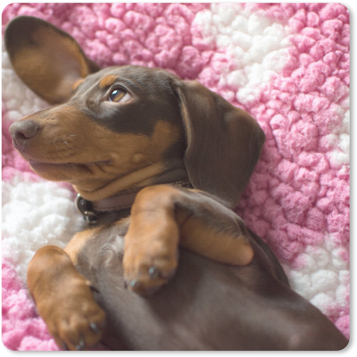 Muismat 30x30 cm - Mousepad Een Teckel puppy op een roze deken - Muismatten
