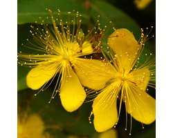 Hertshooi (Hypericum Calycinum) - - Bodembedekkers - Vaste planten - bloeit in Juni / Juli / Augustus / September