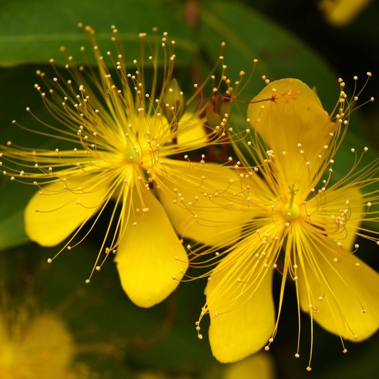 Hertshooi (Hypericum Calycinum) - - Vaste planten - Bodembedekkers - Zomerbollen - bloeit in Juli / Augustus / September