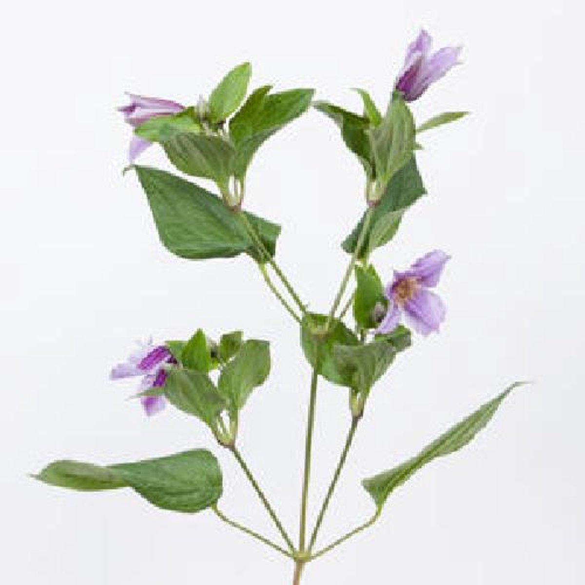 10x Clematis star river 70cm