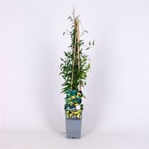 3 pièces | Clématite tibétaine tangutica C2 60-70 cm
