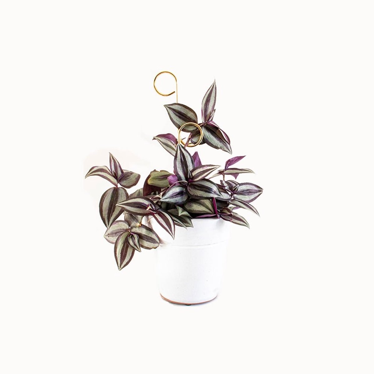 Kleine Plantensteun Goud Perch - Mini Plant Stake Perch Gold - 30 cm hoog Plantensteun - Gerecycled aluminium