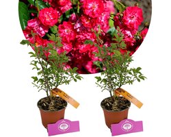 Set van 2 Trosroos - Rosa 'Fairy Dance' - Hoogte 40cm - 13cm pot