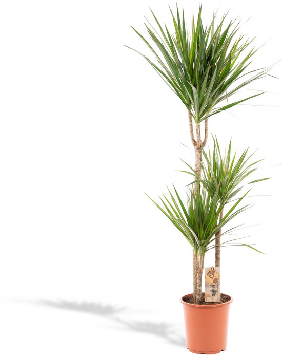 Kwekerij VDA Plant – XXL Dracaena Marginata, Drakenbloedboom - 120cm hoog, ø21cm potmaat - Grote Kamerplant ,Tropische Palm - Vers van de Kwekerij, Luchtzuiverend, Makkelijke verzorging
