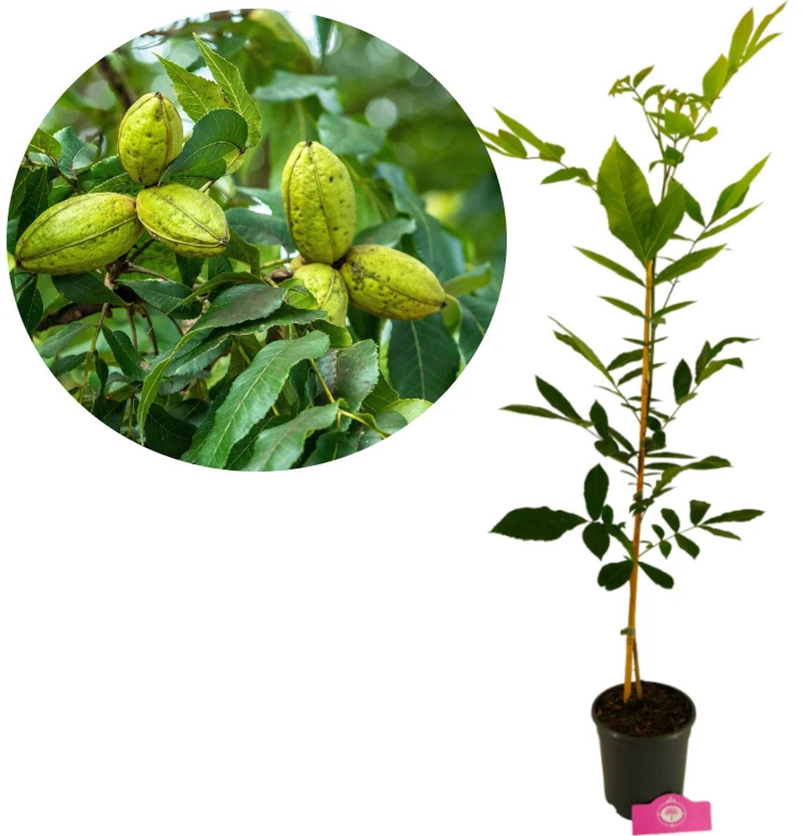 Carya illinoinensis, Pecannoot, Hoogte 90cm, 3 liter pot