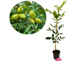 Carya illinoinensis, Pecannoot, Hoogte 90cm, 3 liter pot