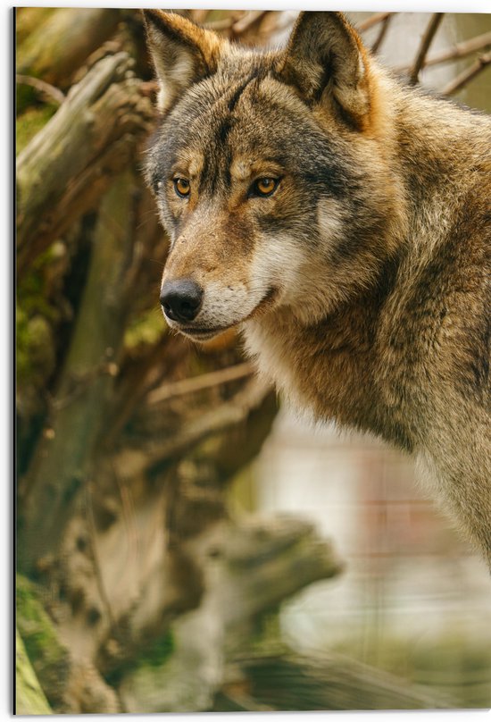 Dibond - Liggende Wolf tussen Takken en Bladeren - 50x75 cm Foto op Aluminium (Met Ophangsysteem)