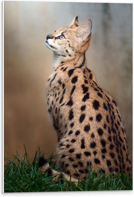 PVC Schuimplaat- Omhoogkijkende Serval in het Grasveld - 40x60 cm Foto op PVC Schuimplaat