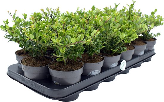 Een rij van 10 kleine groene planten in grijze potten op een zwarte tray.