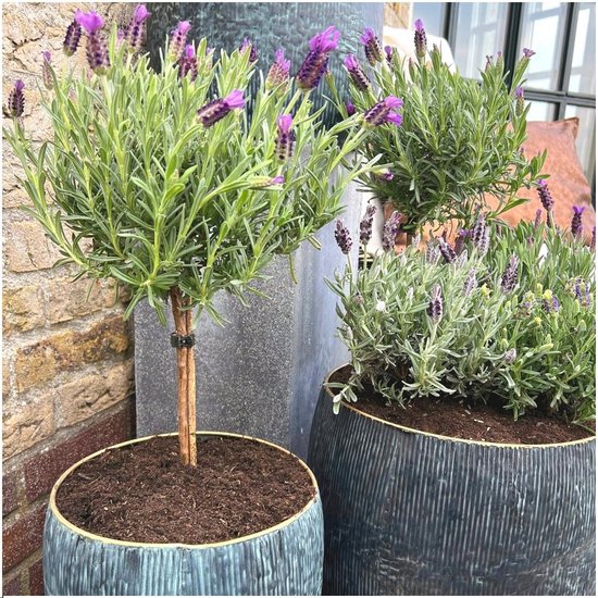 Plants by Frank - Lavandula stoechas Anouk® sur tige - pot 15 cm - lot de 2  Lavandes... | bol.com