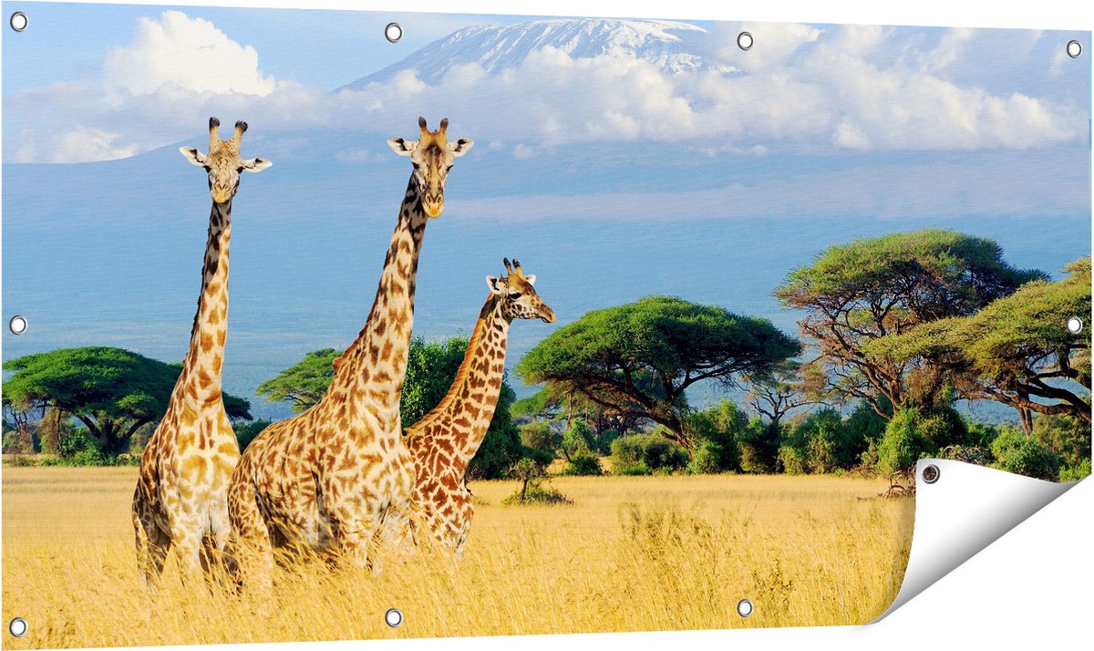 Gards Tuinposter Drie Giraffes in de Savanne - 120x60 cm - Tuindoek - Tuindecoratie - Wanddecoratie buiten - Tuinschilderij Multikleur