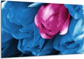 Peinture sur verre tulipe | Rose, Bleu | 120x70cm 1Hatch | Tirage photo sur verre |  F003832