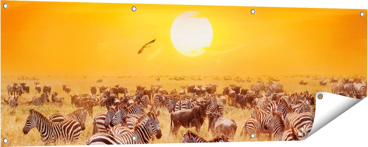Gards Tuinposter Kudde Zebra's bij een Oranje Zonsondergang - 150x50 cm - Tuindoek - Tuindecoratie - Wanddecoratie buiten - Tuinschilderij Multikleur