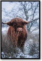 Schotse hooglander sneeuw - Fotoposter 40x60 met Lijst