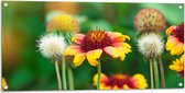 Tuinposter – Gaillardia Pulchella Bloemen in het Veld - 100x50 cm Foto op Tuinposter (wanddecoratie voor buiten en binnen)