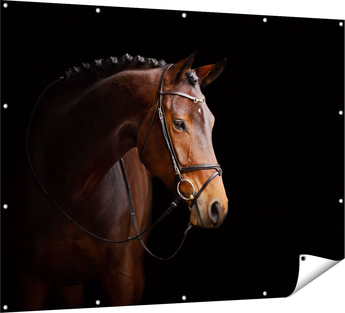 Gards Tuinposter Bruin Paard op een Zwart Achtergrond - 160x120 cm - Tuindoek - Tuindecoratie - Wanddecoratie buiten - Tuinschilderij Multikleur