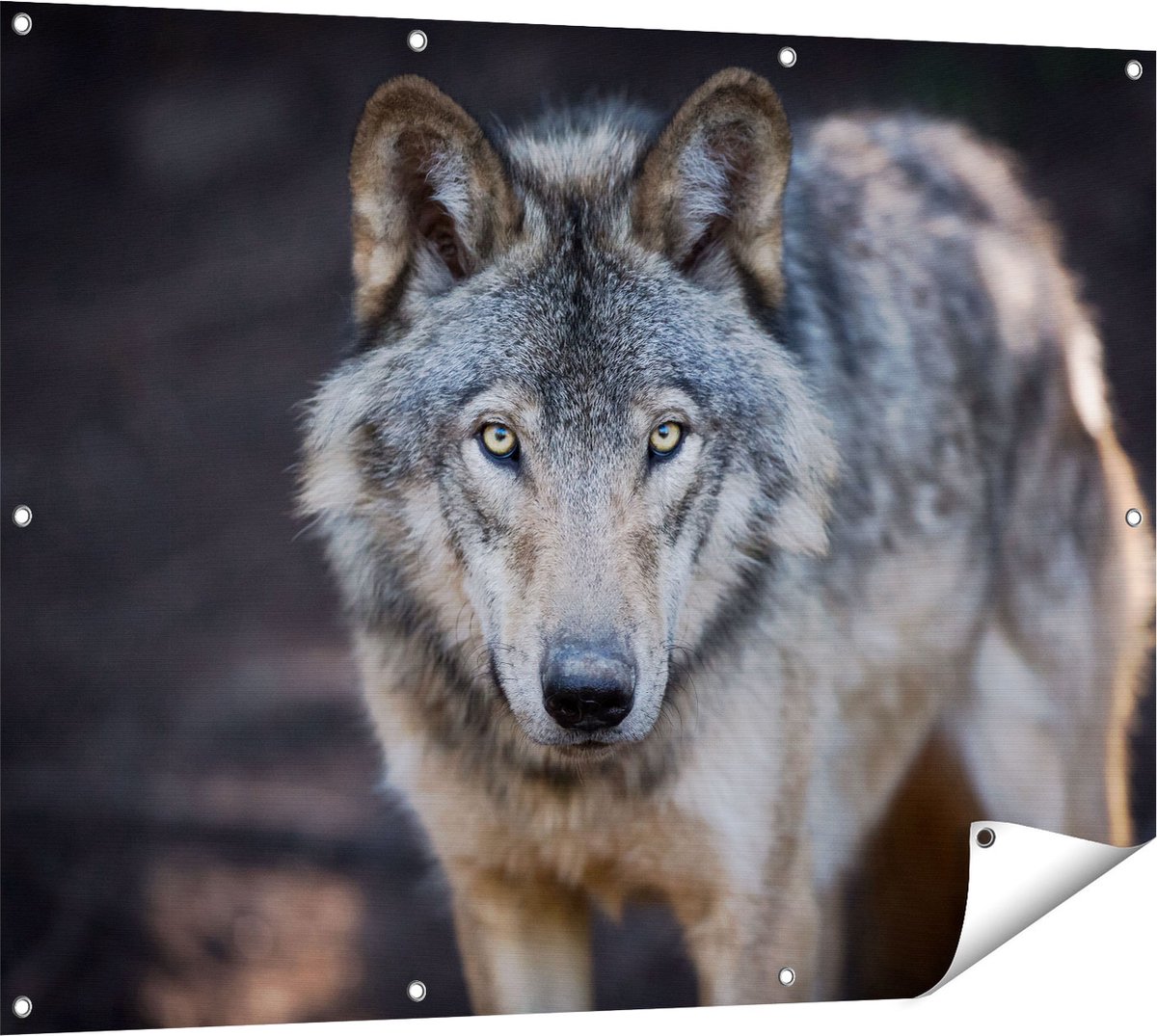 Gards Tuinposter Wolvenkop - Grijze Wolf - 120x90 cm - Tuindoek - Tuindecoratie - Wanddecoratie buiten - Tuinschilderij Multikleur