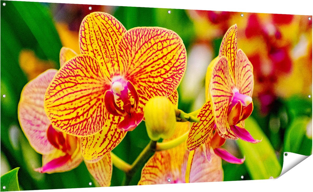 Gards Tuinposter Geel Rode Orchidee Bloemen - 200x100 cm - Tuindoek - Tuindecoratie - Wanddecoratie buiten - Tuinschilderij Multikleur