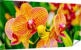 Gards Tuinposter Geel Rode Orchidee Bloemen - 200x100 cm - Tuindoek - Tuindecoratie - Wanddecoratie buiten - Tuinschilderij