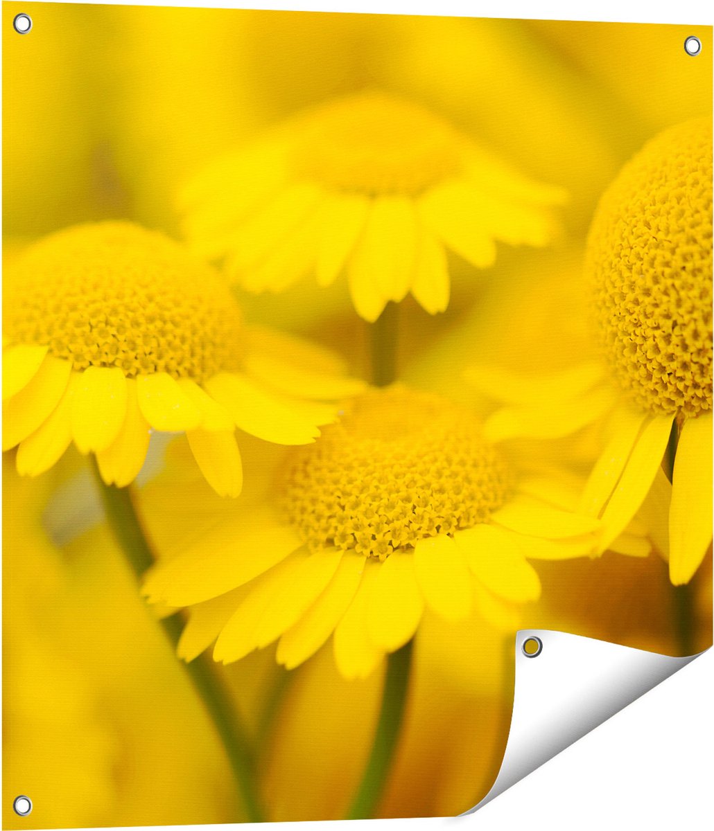 Gards Tuinposter Gele Kamille Bloemen - 70x70 cm - Tuindoek - Tuindecoratie - Wanddecoratie buiten - Tuinschilderij Multikleur