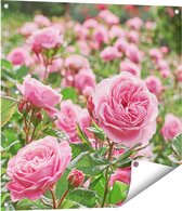 Gards Tuinposter Roze Rozen Bloemenveld - 70x70 cm - Tuindoek - Tuindecoratie - Wanddecoratie buiten - Tuinschilderij