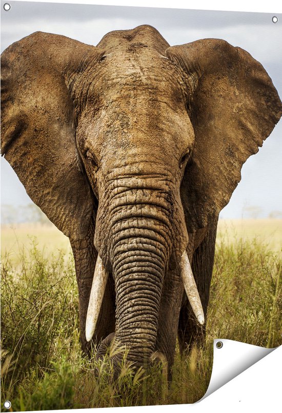 thumbnail: Design Toscano Tuinschildpad – Polyhars Figuur – Volle Kleur – 22,75 Cm – Voor Tuin Of Vijver