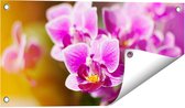 Gards Tuinposter Paarse Orchidee Bloemen - 60x30 cm - Tuindoek - Tuindecoratie - Wanddecoratie buiten - Tuinschilderij