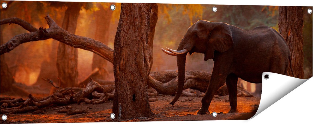 Gards Tuinposter Olifant in het Bos - 120x40 cm - Tuindoek - Tuindecoratie - Wanddecoratie buiten - Tuinschilderij Multikleur