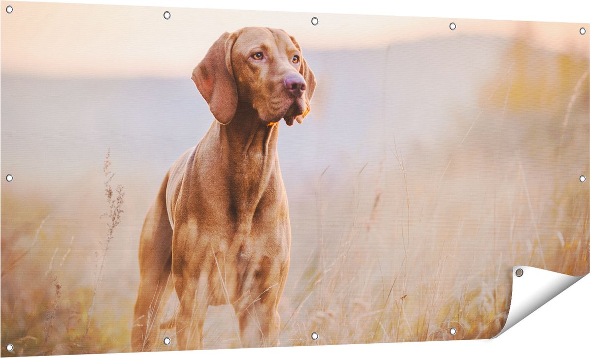 Gards Tuinposter Hongaarse Vizsla Hond in het Gras - 160x80 cm - Tuindoek - Tuindecoratie - Wanddecoratie buiten - Tuinschilderij Multikleur
