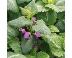 6x Dovenetel - Lamium maculatum - Pot 9x9cm