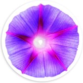 PVC Schuimplaat Muurcirkel - Paarse Cirkel met Roze Ster in het Midden op Witte Achtergrond - 100x100 cm Foto op Muurcirkel (met ophangsysteem)