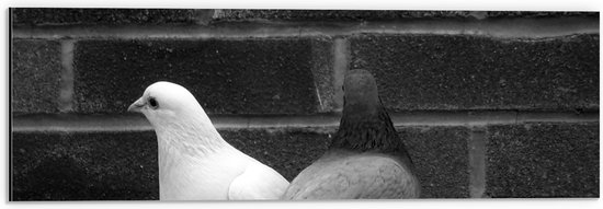 Dibond - Witte en Grijze Duif tegen Muur (Zwart- wit) - 60x20 cm Foto op Aluminium (Met Ophangsysteem)
